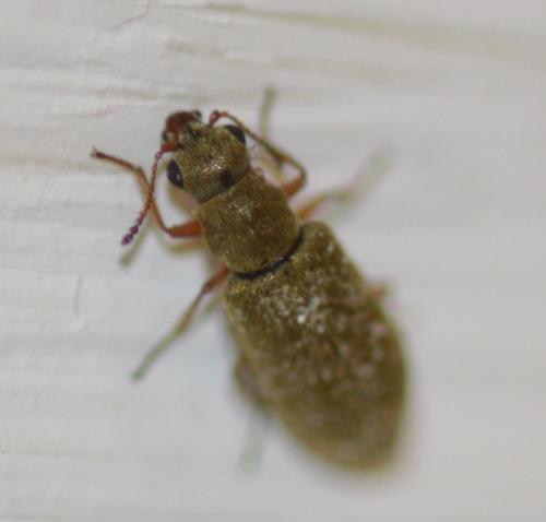Danacea sp.